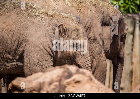 Les éléphants d'Asie au zoo de Chester 2019 Banque D'Images