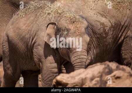 Les éléphants d'Asie au zoo de Chester 2019 Banque D'Images