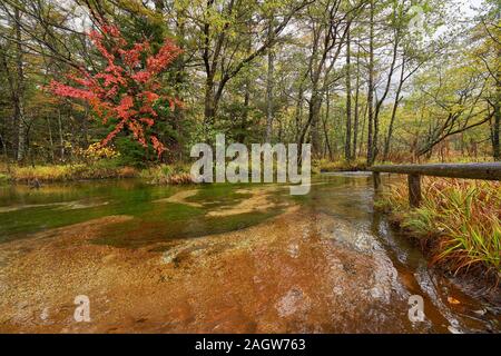 Scenic de l'érable rouge arbre dans kamikochi tashiro-ike pond saison d'automne du japon Banque D'Images