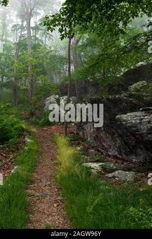 L'Appalachian Trail qui traverse une section de la forêt verdoyante de fougères, arbres, rochers et dans le Parc National Shenandoah, en Virginie Banque D'Images