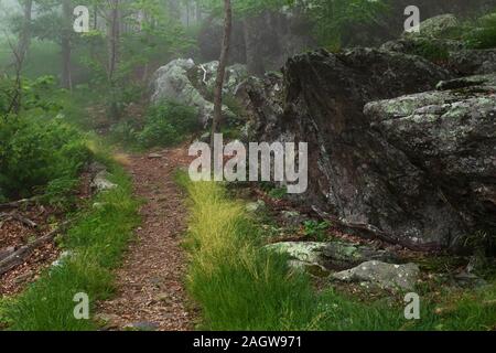 L'Appalachian Trail qui traverse une section de la forêt verdoyante de fougères, arbres, rochers et dans le Parc National Shenandoah, en Virginie Banque D'Images