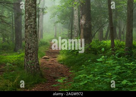 L'Appalachian Trail qui traverse une section de la forêt verdoyante de fougères, arbres, rochers et dans le Parc National Shenandoah, en Virginie Banque D'Images