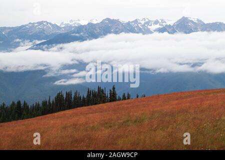 Meadow rouge à l'Ouragan Ridge avec le Mont Olympe et le bleu glacier dans le Parc National Olympique à distance Banque D'Images