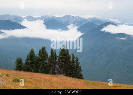 Scène de brouillard d'Hurricane Ridge dans le parc national Olympic Banque D'Images