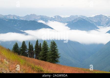 Scène de brouillard d'Hurricane Ridge dans le parc national Olympic Banque D'Images