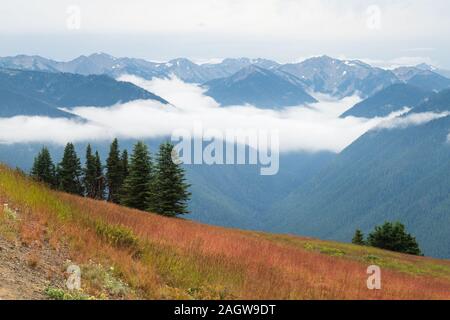 Scène de brouillard d'Hurricane Ridge dans le parc national Olympic Banque D'Images