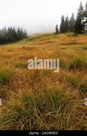 Scène de brouillard d'Hurricane Ridge dans le parc national Olympic Banque D'Images