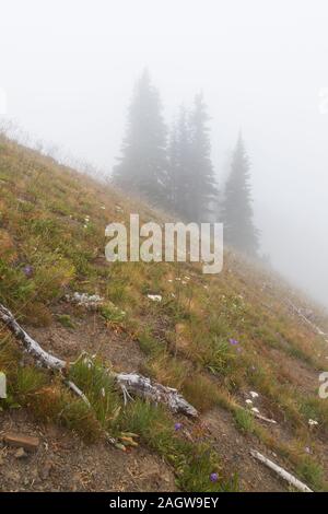 Scène de brouillard d'Hurricane Ridge dans le parc national Olympic Banque D'Images