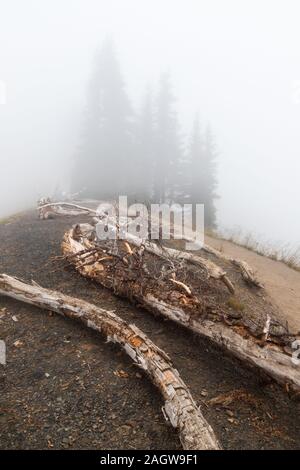 Scène de brouillard d'Hurricane Ridge dans le parc national Olympic Banque D'Images