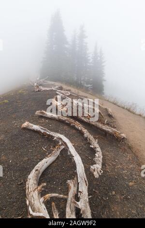 Scène de brouillard d'Hurricane Ridge dans le parc national Olympic Banque D'Images