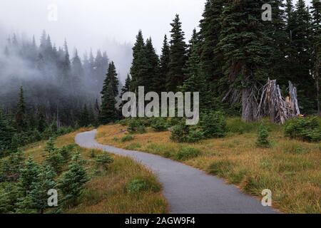 Scène de brouillard d'Hurricane Ridge dans le parc national Olympic Banque D'Images