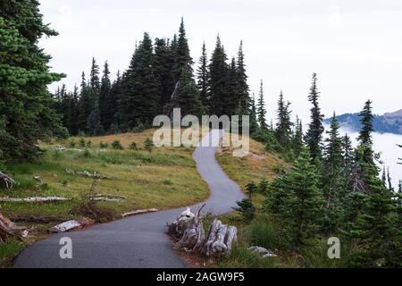 Scène de brouillard d'Hurricane Ridge dans le parc national Olympic Banque D'Images