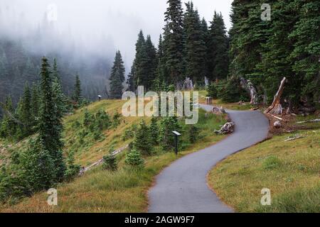 Scène de brouillard d'Hurricane Ridge dans le parc national Olympic Banque D'Images