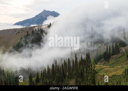 Scène de brouillard d'Hurricane Ridge dans le parc national Olympic Banque D'Images