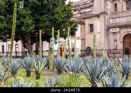 Les plantes, Agave sisalana sisal dans le champ à côté de la cathédrale métropolitaine de Mexico, et de la place principale de Mexico, la Plaza de la Constitution Banque D'Images