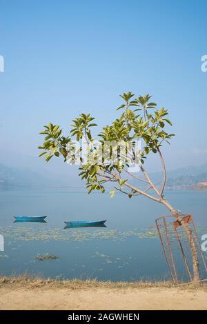 Bateaux dans Pokhara. Lac Pheva Banque D'Images