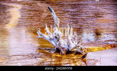 Artful Driftwood La pose sur les tapis bactériens de silex spring fountain Paint Pot Trail dans le Parc National de Yellowstone, Wyoming, United States Banque D'Images