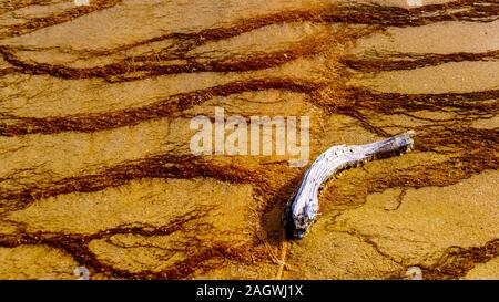 Driftwood portant sur les tapis bactériens de silex spring fountain Paint Pot Trail dans le Parc National de Yellowstone, Wyoming, United States Banque D'Images