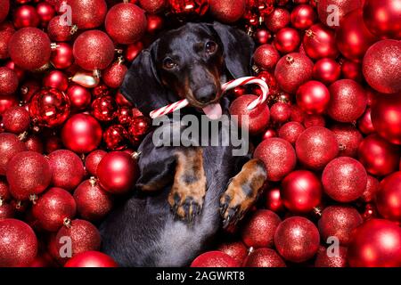 Chien saucisse basset allemand en père Noël pour les vacances de Noël reposant sur un noël boules babioles comme arrière-plan avec Candy Cane stick Banque D'Images