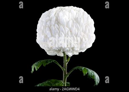 Grande beauté américaine chrysanthème blanc sur fond noir Banque D'Images