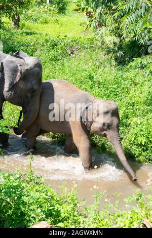 La marche des éléphants dans la rivière, près de Chiang Mai, Thaïlande Banque D'Images