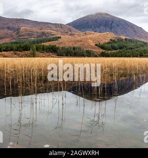 Des roselières,Ile de Skye, Ecosse Banque D'Images