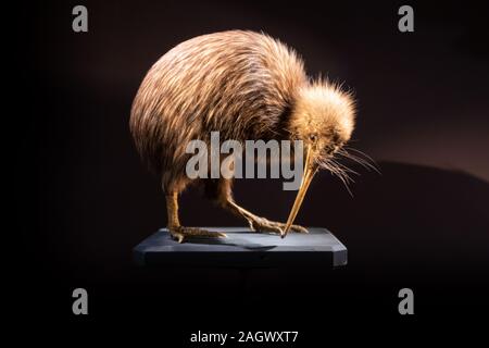 L'île du Nord Canada brown kiwi oiseau (apteryx mantelli), pris dans l'affichage sur fond noir Banque D'Images