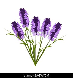 La lavande isolé sur fond blanc. Bouquet de fleurs de lavande fraîches coupées. Bouquet de fleurs de lavande. Décor floral ou la santé.Stock vector illustration Illustration de Vecteur