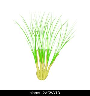 La citronnelle isolé sur fond blanc. En feuilles de citronnelle cartoon style pour les produits de santé naturels, logo, étiquette, étiquette de thé, de l'emballage. Vecteur Stock Illustration de Vecteur