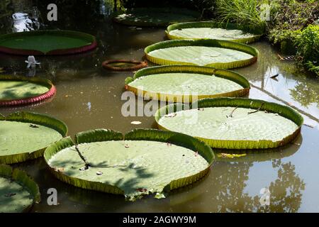 L'eau géant de nénuphar, Chiang Mai, Thaïlande Banque D'Images