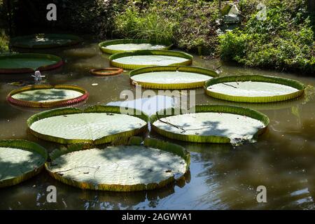 L'eau géant de nénuphar, Chiang Mai, Thaïlande Banque D'Images