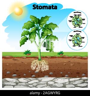 Schéma montrant les stomates d'une plante illustration Illustration de Vecteur