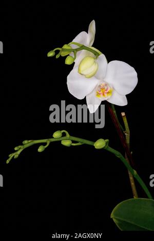 Branches d'Orchidées avec une fleur blanche et les bourgeons sur un fond noir. Banque D'Images