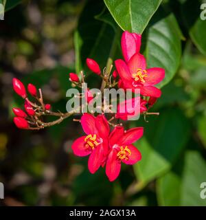 L'établissement Aroma rose fleurs, l'île Maurice Banque D'Images