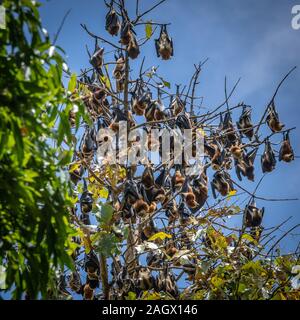 Les chauves-souris frugivores se percher, Maurice Banque D'Images