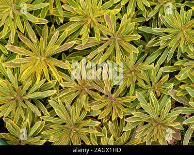 Euphorbia martini x 'Rainbow' Ascot (Martin's Spurge) vert panaché les feuilles des plantes, Août, England, UK Banque D'Images