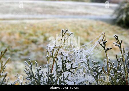 La soie d'araignée dépoli à brindilles d'une haie sur thuja evergreen au début de l'hiver matin Banque D'Images