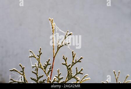 Cristaux de glace sur la soie d'araignée sur un thuya haie sur tôt le matin d'une froide journée d'hiver ensoleillée Banque D'Images