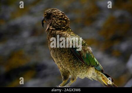 Kea adultes, un oiseau perroquet alpin, qui vit dans les forêts indigènes de Southland, près de Milford Sound au sud-ouest de l'île du Sud, Nouvelle-Zélande Banque D'Images