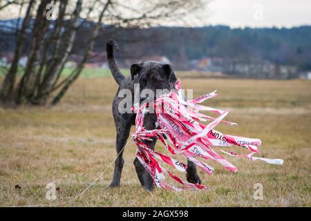 Catahoula Leopard Dog Merle Louisiane lure coursing Banque D'Images