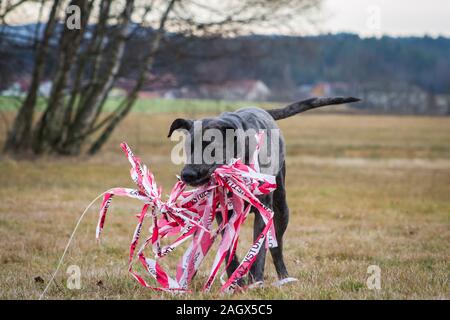 Catahoula Leopard Dog Merle Louisiane lure coursing Banque D'Images