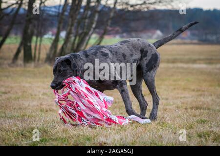 Catahoula Leopard Dog Merle Louisiane lure coursing Banque D'Images