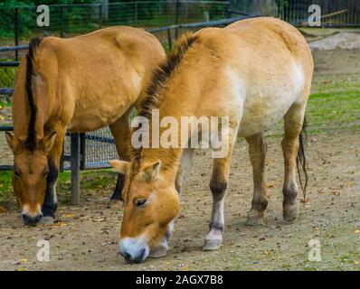 Couple de chevaux mongols sauvages ensemble de pâturage dans le pâturage, en voie de disparition Espèce animale des steppes de l'Asie Banque D'Images