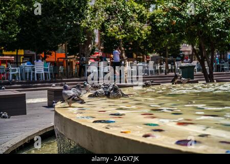 Pigeon dans bassin ornemental close-up photography. gris colombe. Banque D'Images