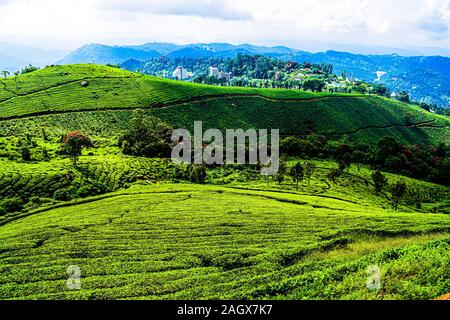 La plantation de thé de Munnar Banque D'Images