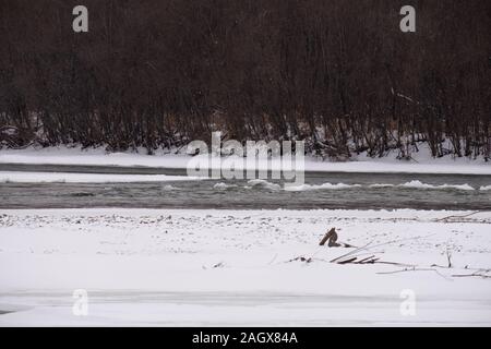 La rivière de Russie la montagne en hiver. Neige sur la côte. Flux rapide de l'eau de glace Banque D'Images