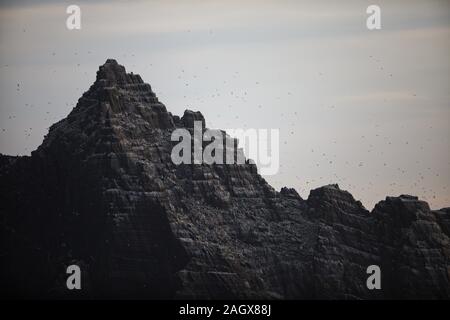 La colonie de Fou de Bassan sur Little Skellig, dans le comté de Kerry, Irlande Banque D'Images