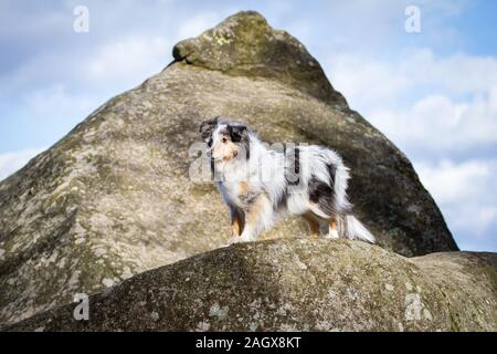 Merle Sheltie (Shetland Sheepdog) debout sur un rocher Banque D'Images