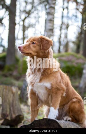 Nova Scotia Duck Tolling Retriever assis Banque D'Images