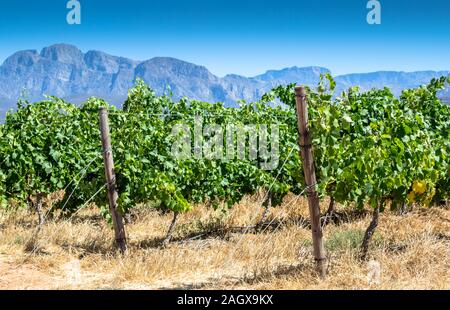 Vigne vignoble en close up on chaude journée d'été Banque D'Images